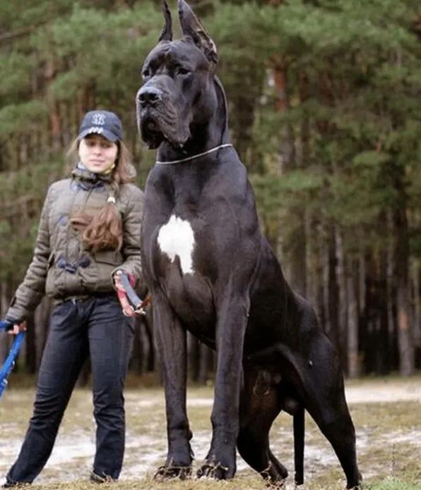 成都发生宠物犬撕咬女童事件后，全国各地展开了声势浩大的治理行动，但这种将目标对准
