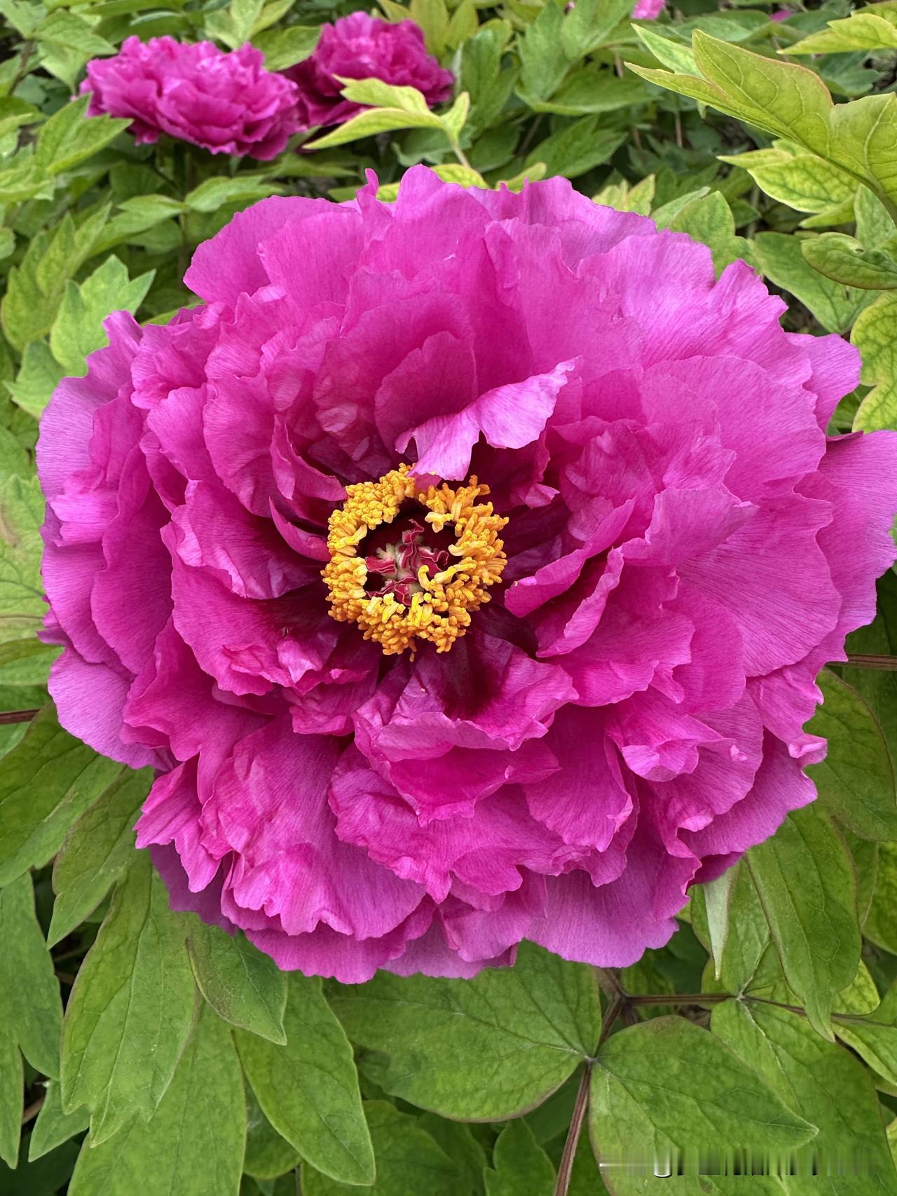 今天只想晒晒牡丹花
明媚大气
颜色鲜艳
怎么看怎么美