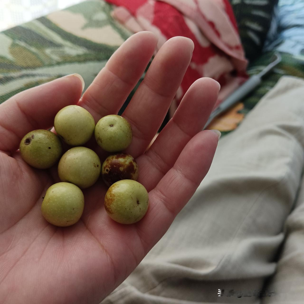 农历七月七一过，核桃就熟了，最爱吃的就是嫩核桃，可以撕掉核桃仁上的皮，没有干核桃