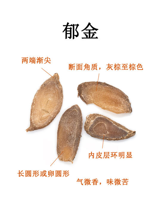 中药图鉴｜郁金