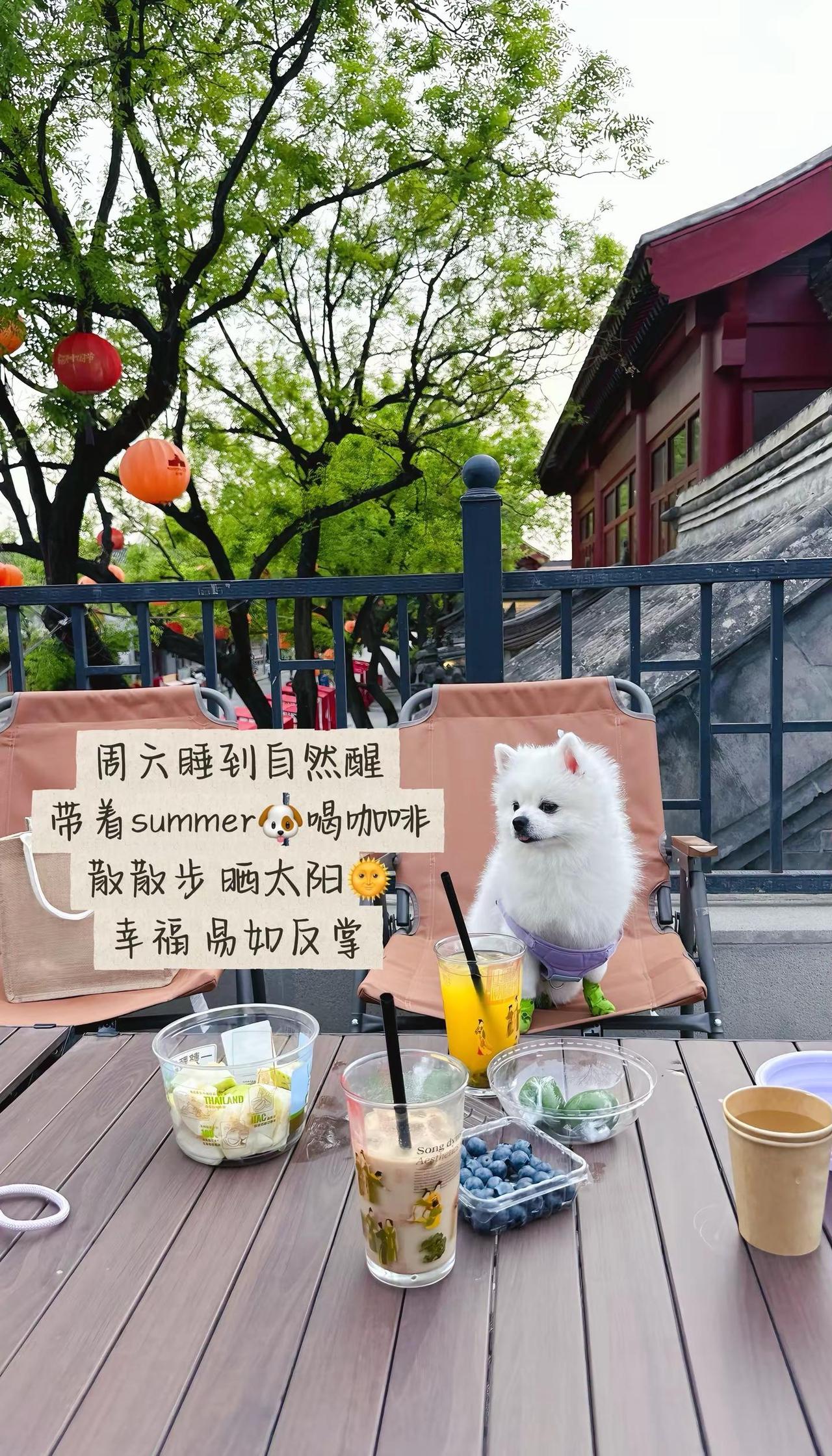 人太需要拥有一个安静 柔软 来松弛自己的日子了屋顶咖啡慢享生活 治愈系小狗