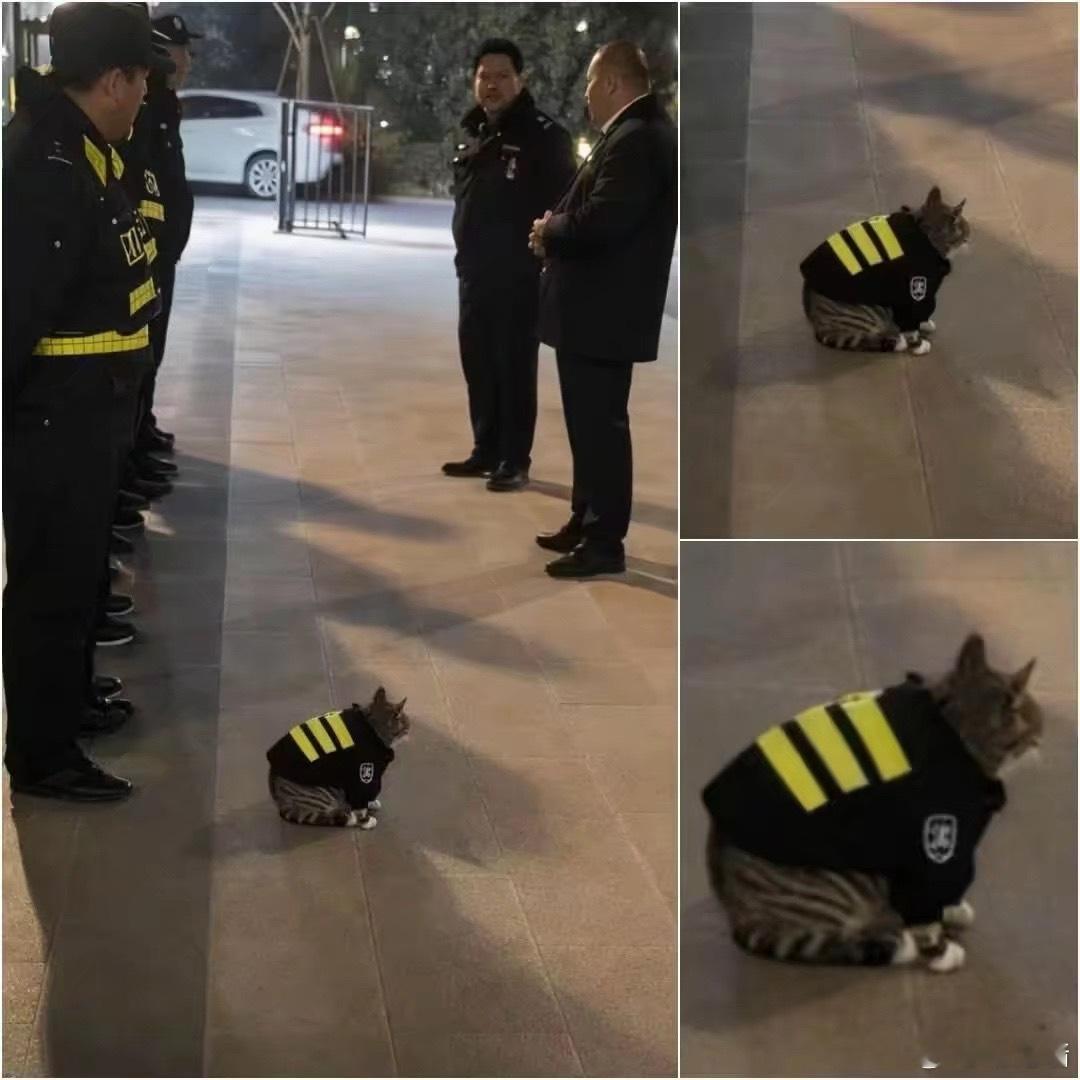 小区来了个新保安 ​​​
