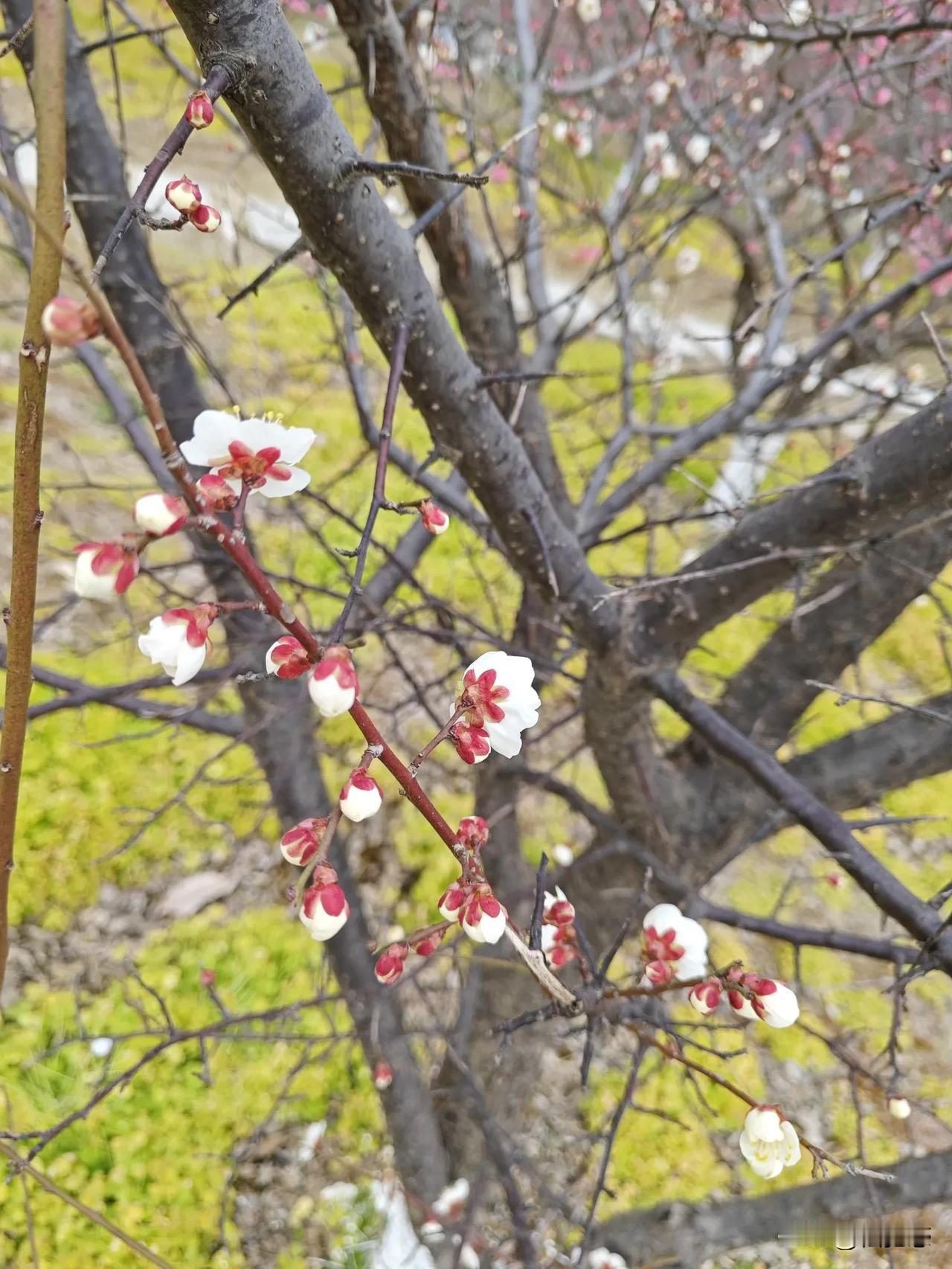 万能生活指南春天是赏花好时节