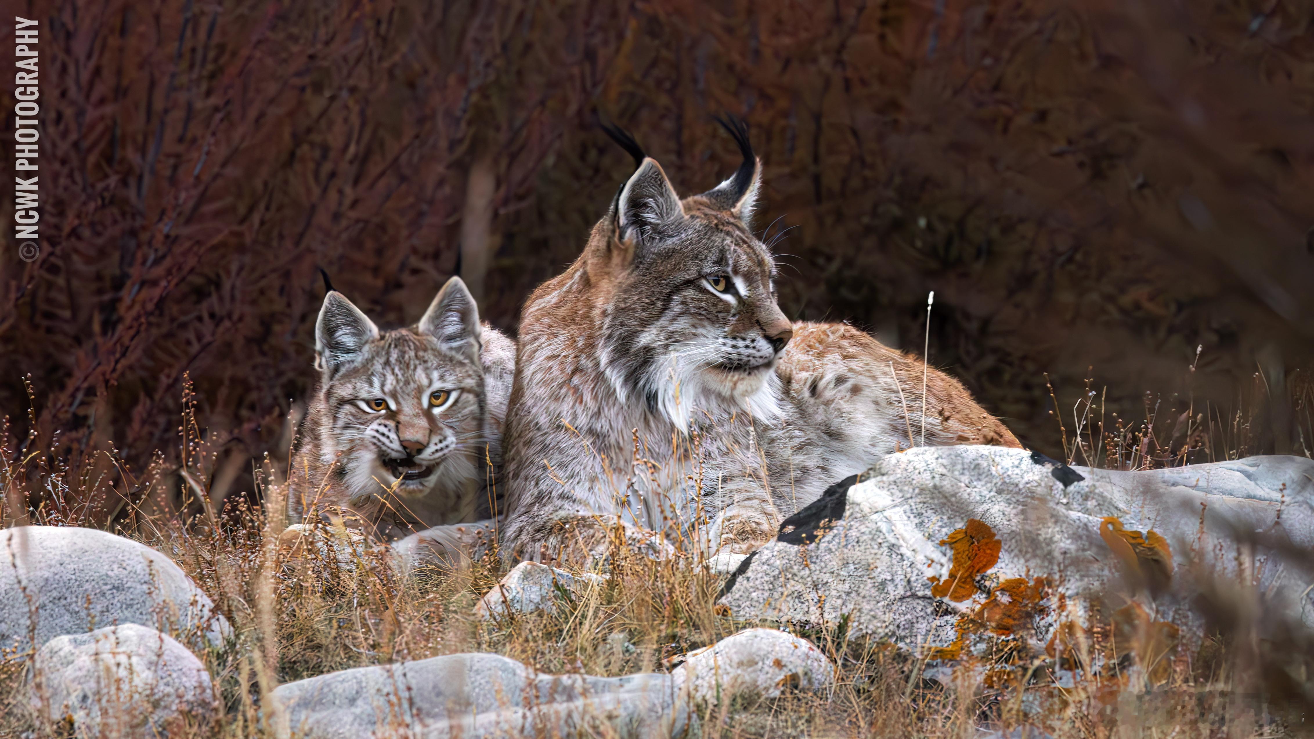 （惊醒）什么？！已经12月了吗！那今年的明信片还搞不搞
