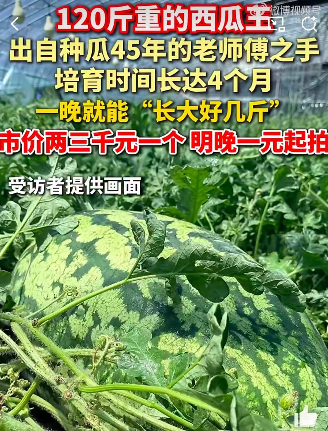 130斤的巨型西瓜曾拍卖到1.3万元 重达130斤的巨型西瓜也太震撼了！一家人围