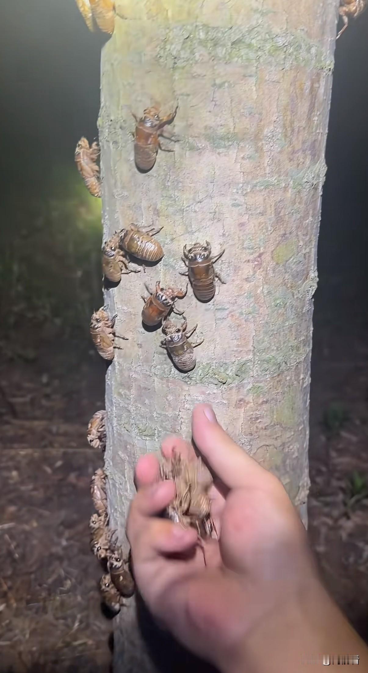 又到了抓金蝉、吃唐僧肉的时候了！
按一只1元钱算，这棵树上都有小100元钱的了。