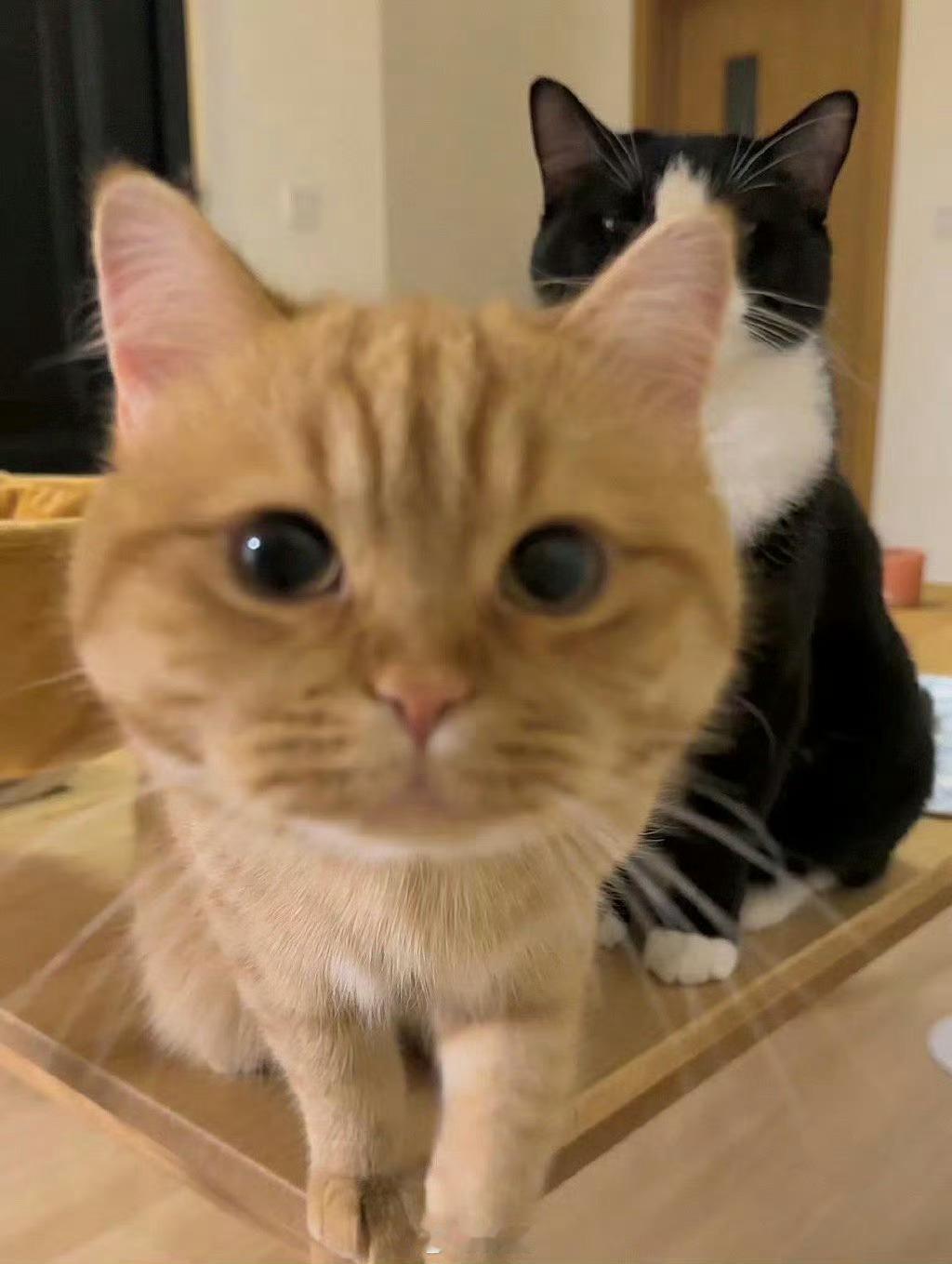 你已被招财猫盯住，见者有份，先到先得 