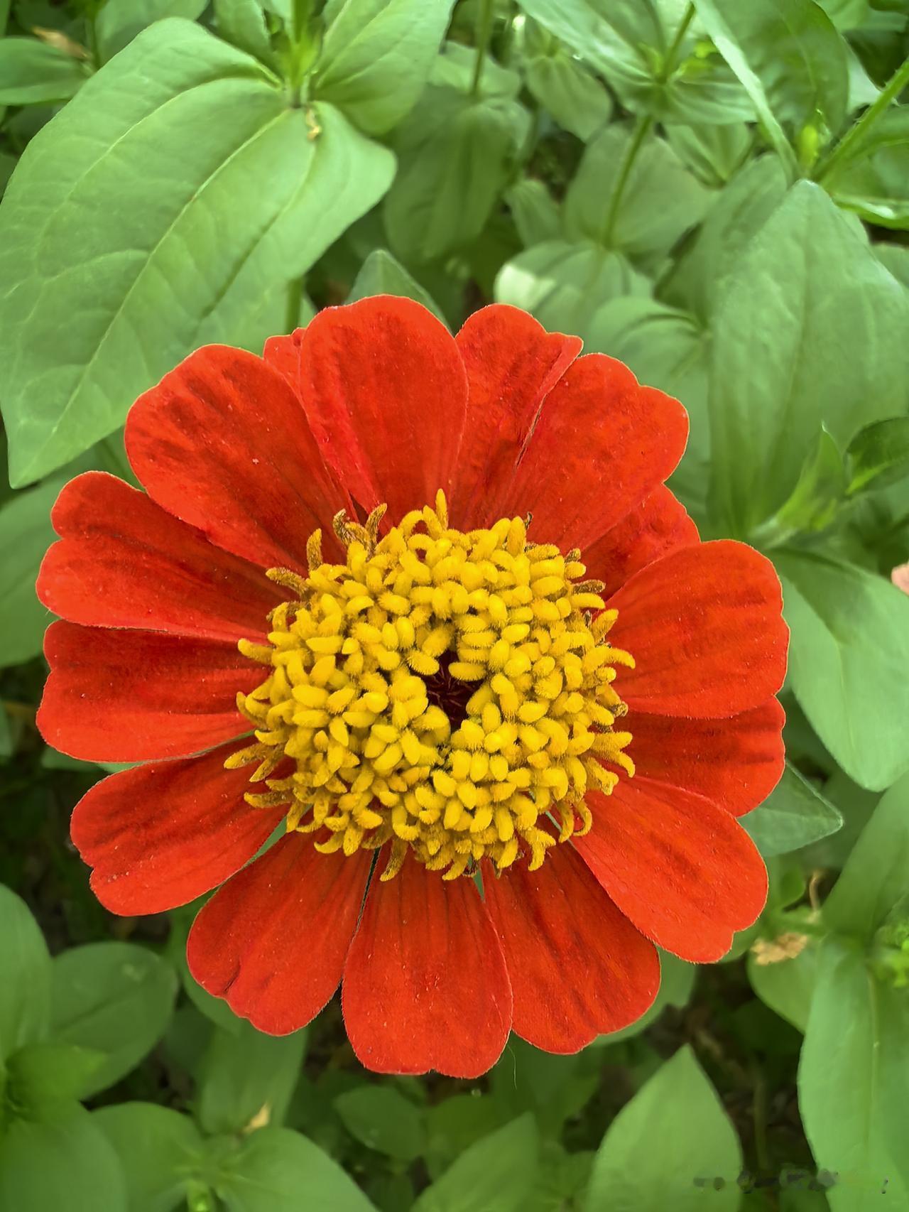分享花的美丽鲜艳各色百日菊错落绽开，橙的热烈，粉的温婉。花瓣舒展，顶着蓬松花蕊，