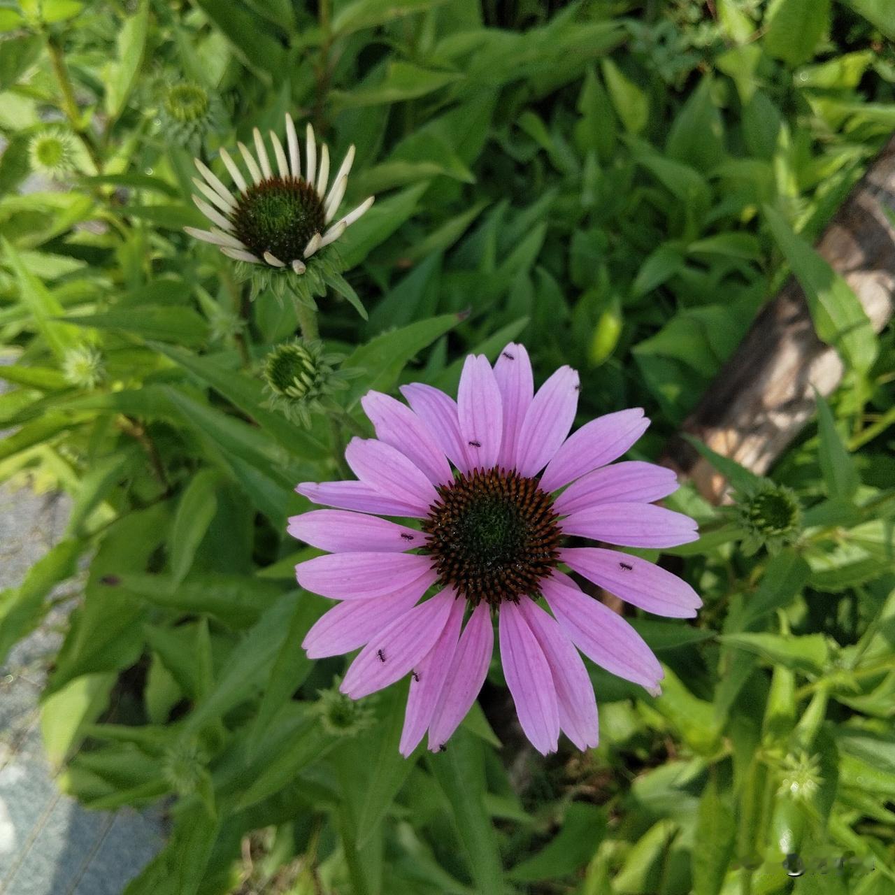 既然取名花小禅，就得对得起这个名字。
追逐花开，记录美好。
今天拍了花，嘚瑟嘚瑟