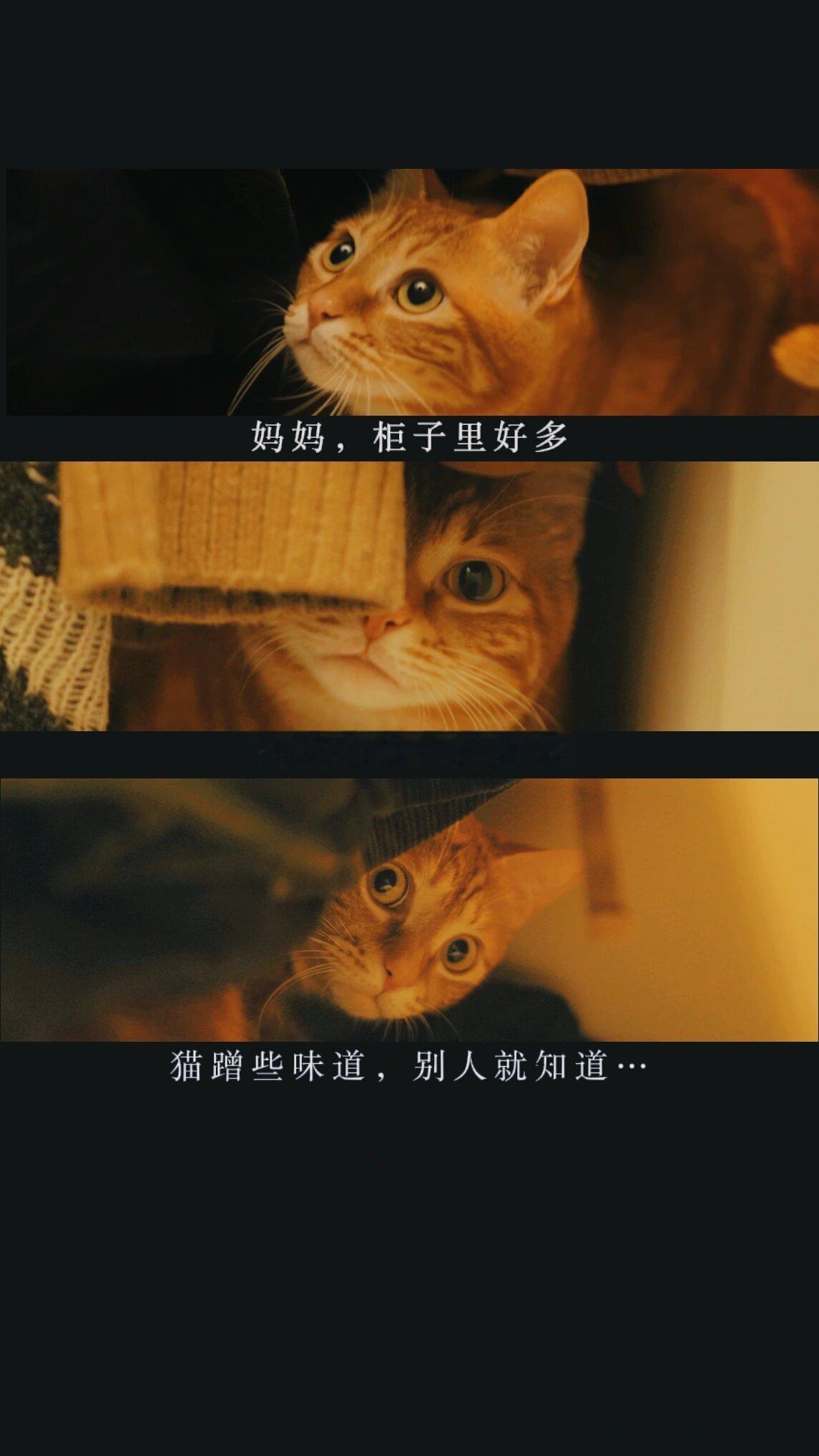 妈妈，柜子里好多你披在身上的猫窝 ​​​