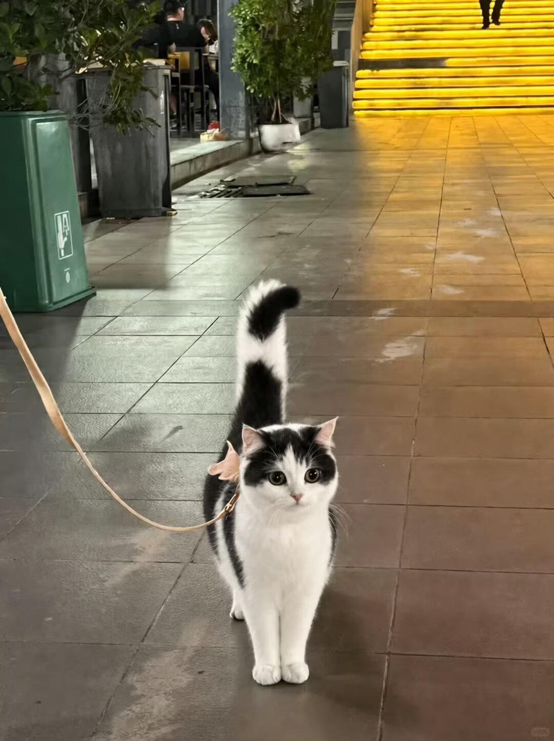 想看看被你们养的很好的奶牛猫