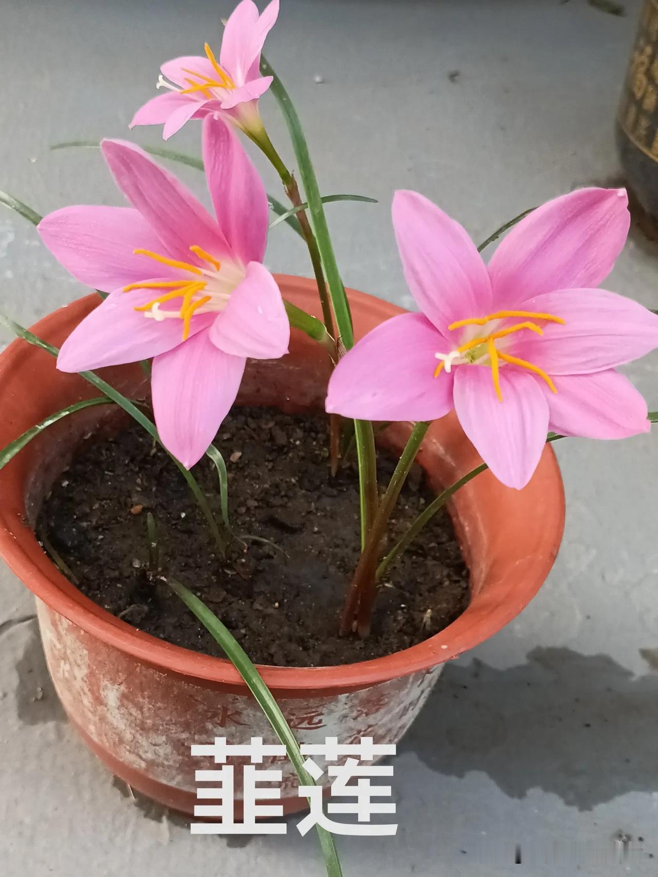 准确的说是我养的花卉！
这傢伙细细的叶子，如韭菜，
颜色浓绿 细长而挻拔，在阳光