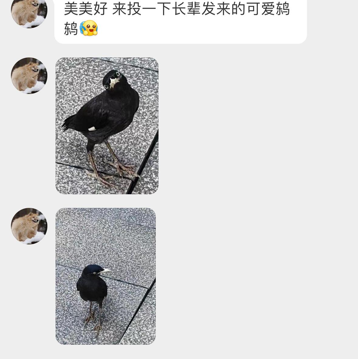歪头的八哥：你有事吗？ ​​​