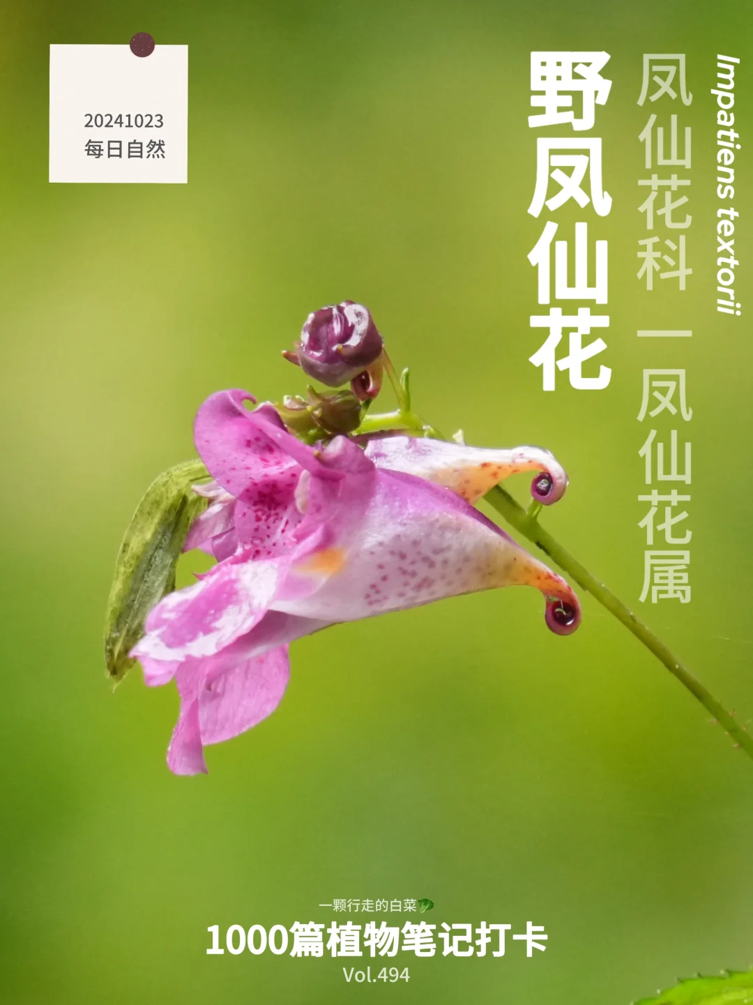 它们或许不起眼，但自在绽放山野间