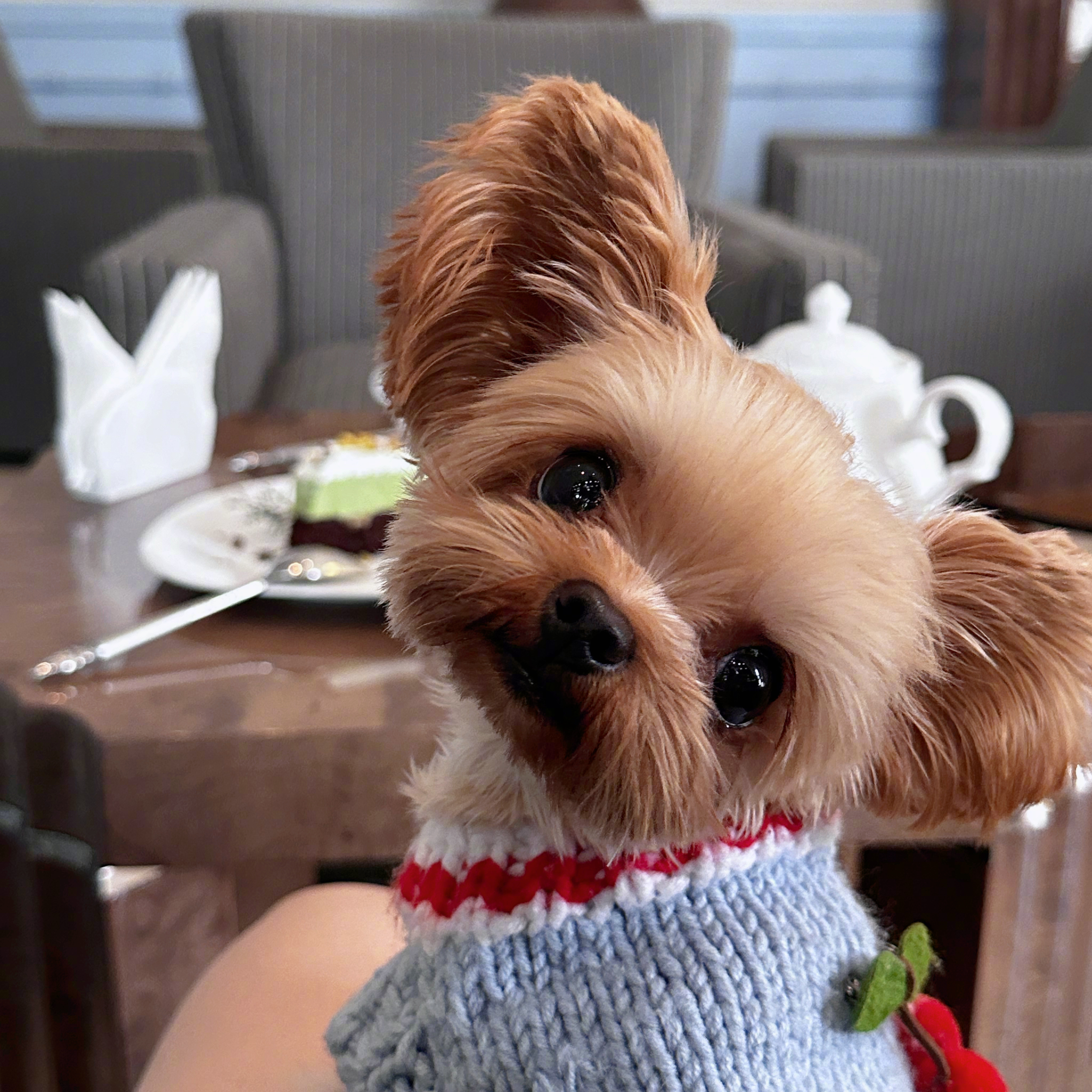 和乖宝宝的下午茶time☕️今天天气不错，带修🐶出来下午茶～好奇的小眼神东张西