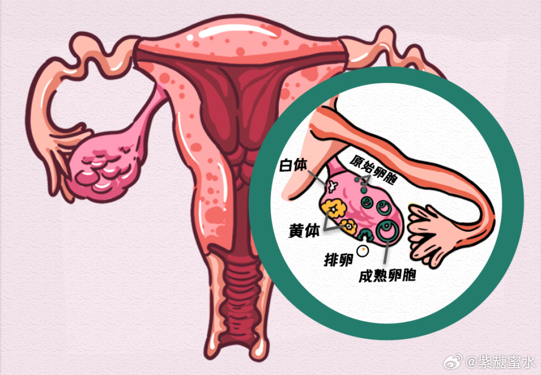 如何衡量卵巢的储备功能呢？请记住口诀：ABCTEFA可以代表年龄和抗苗勒管激素（