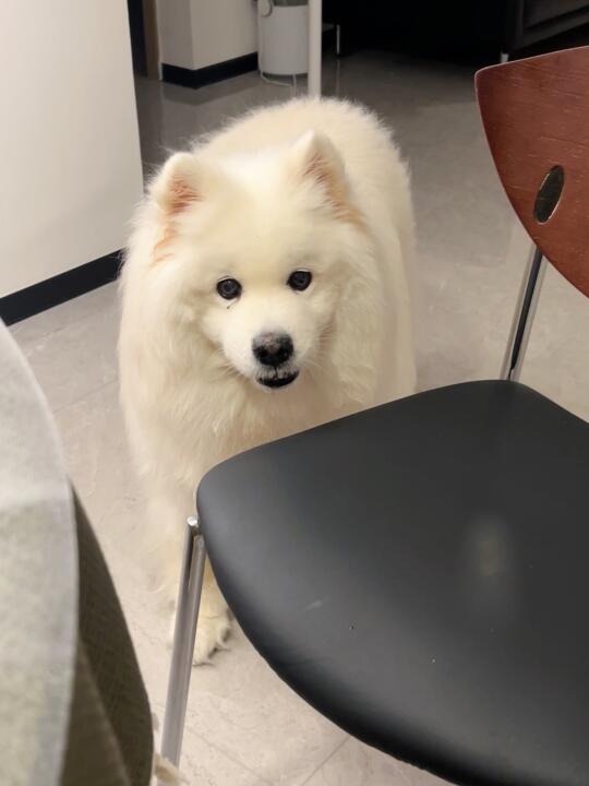 小狗吃饭不能上桌