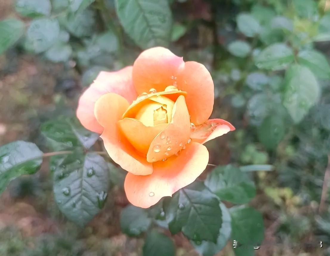 太难了，深深的无力感，一名资深执业药师还不如一个豆包。

下午去门店上班，遇到两