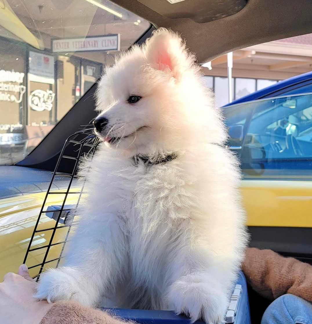 完美的侧颜，清澈的眼神，毛茸茸的额头，耶耶全都有 