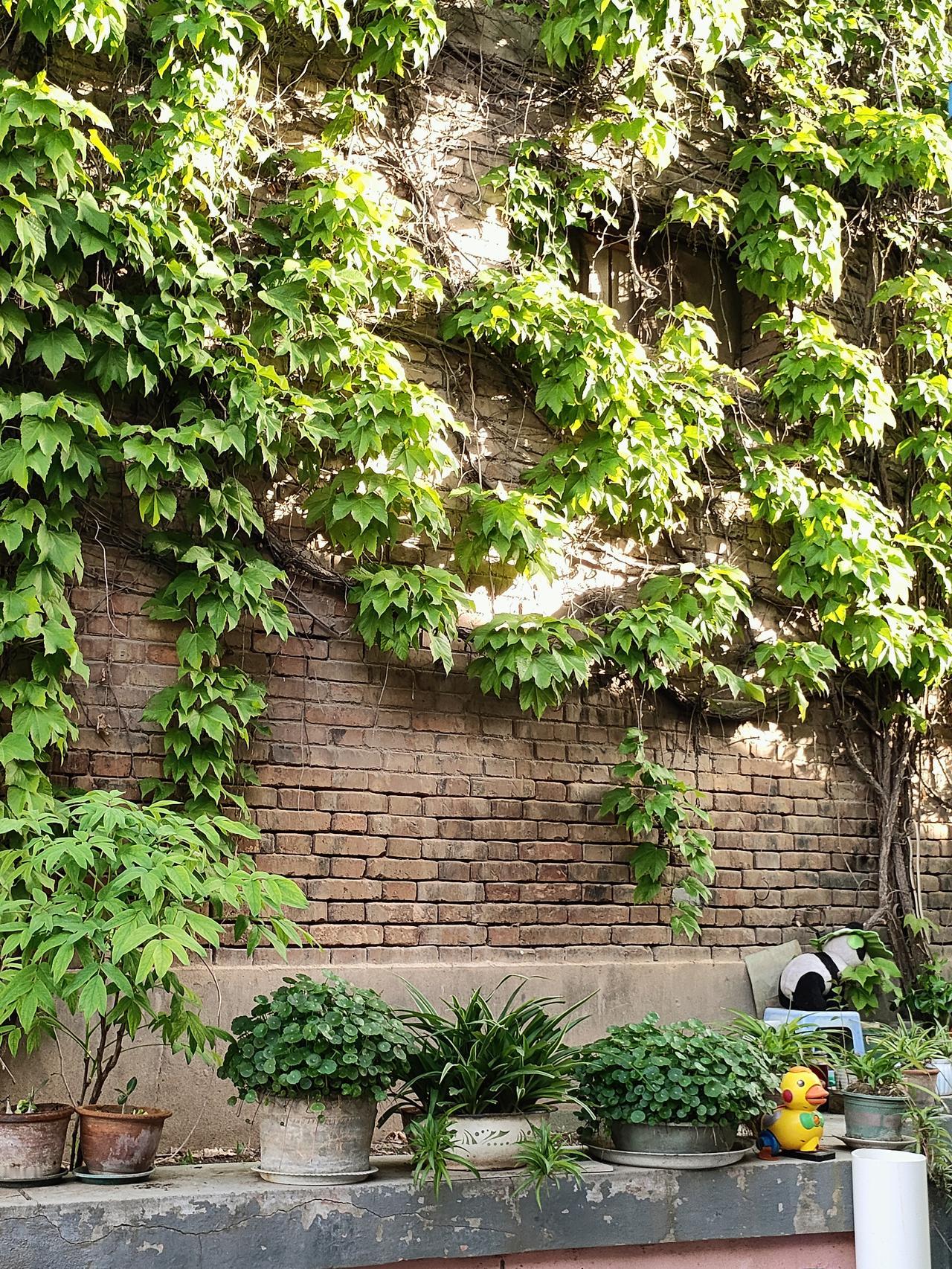 1. 老墙爬满青藤，盆栽藏着四季。退休后的日子，不追远方，只守这一方绿意，浇水、