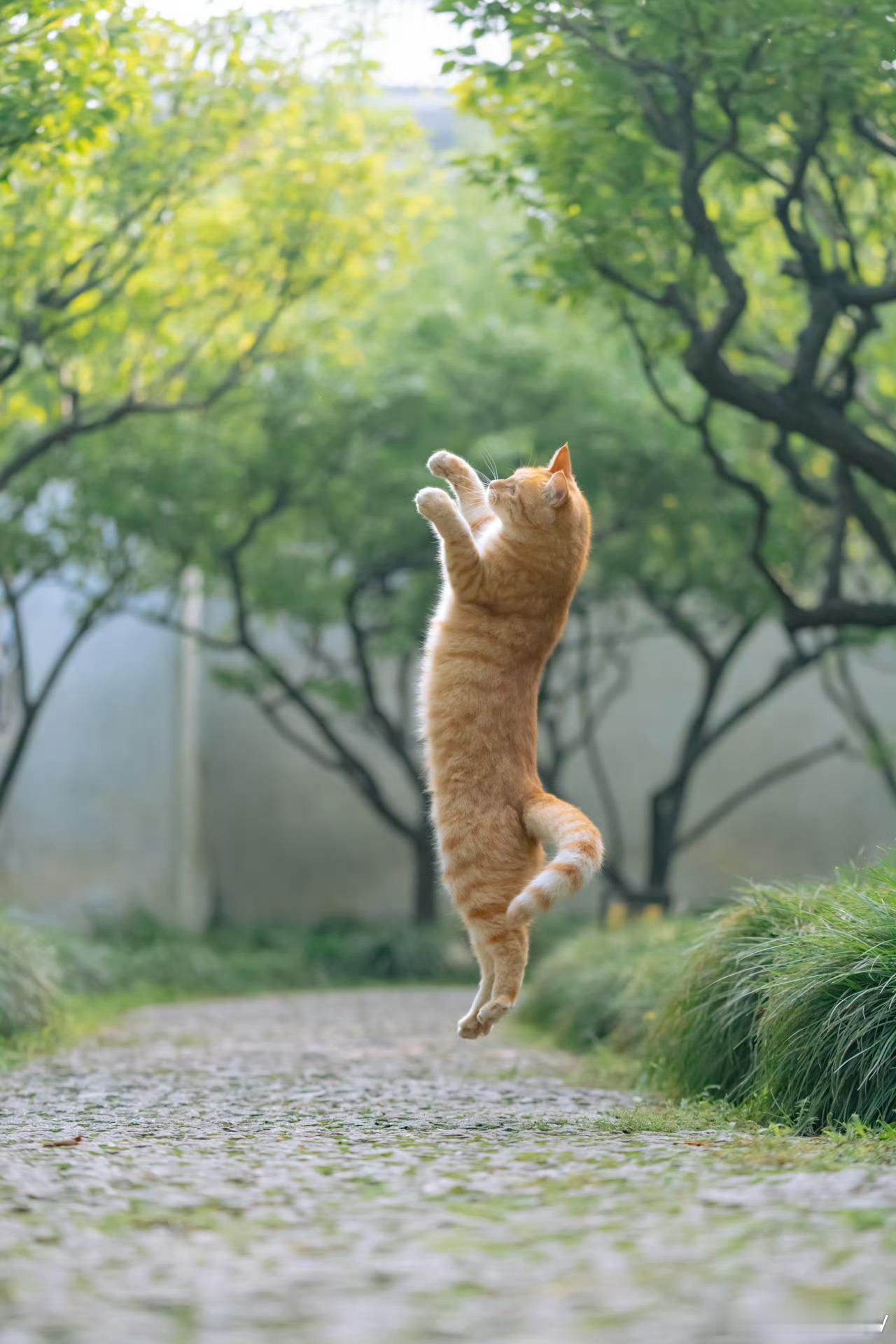 “哈哈哈，这橘猫太会摆拍了…”熊猫守护者遇见美好苏醒
