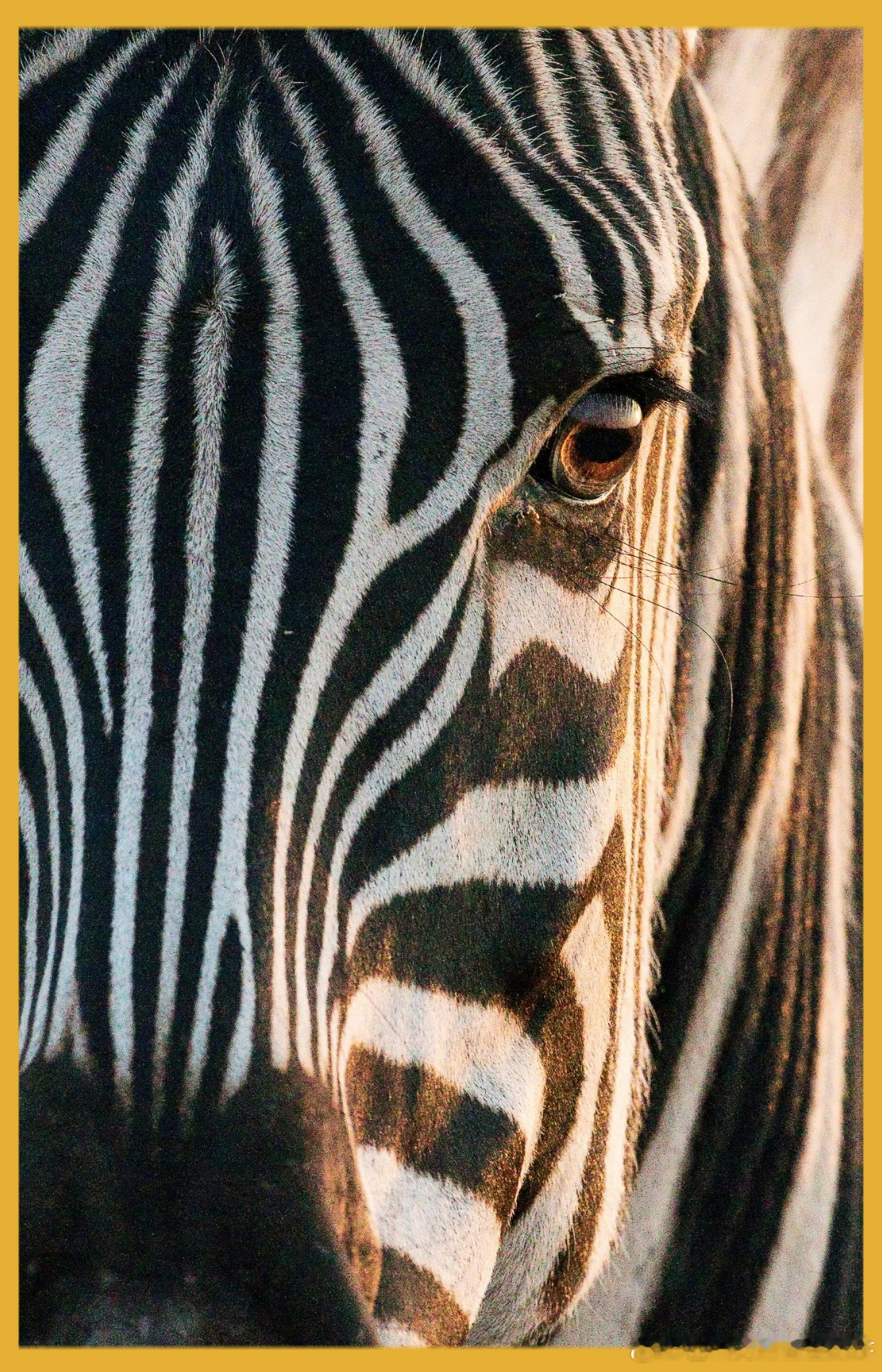 每年的1月31日是 国际斑马日 (International Zebra Day