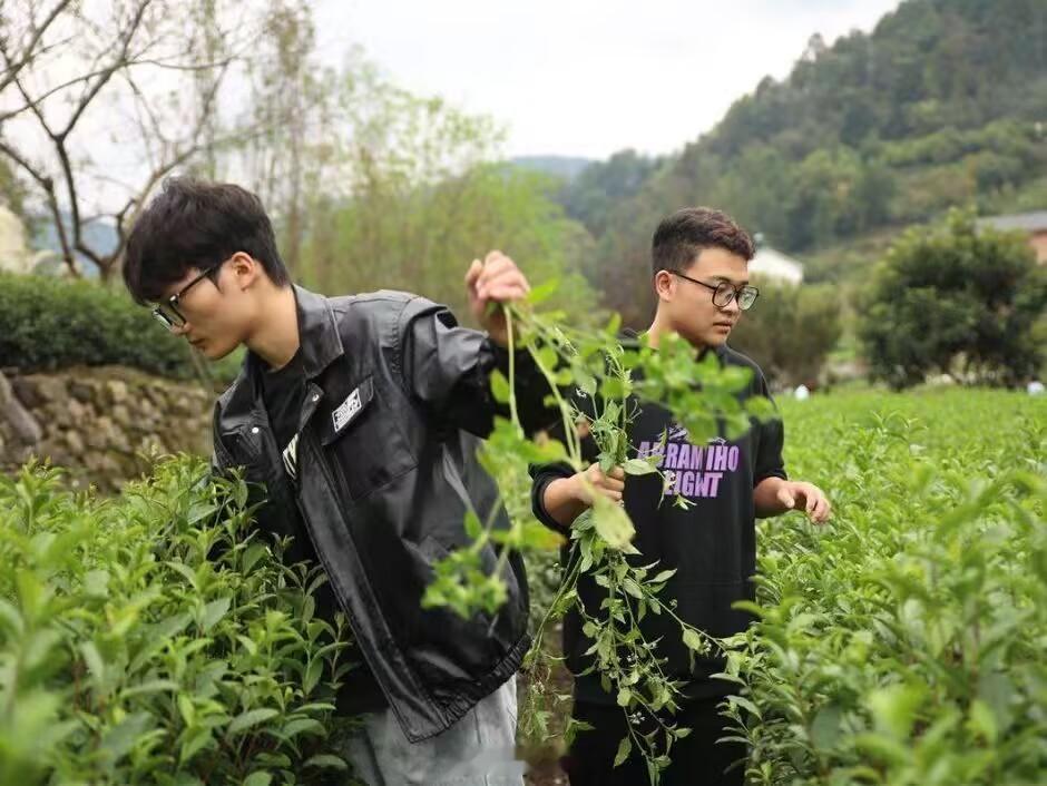 【躬身采茶悟非遗！曲师大学子走进日照茶园深耕茶文化实践】曲师大三下乡非遗日照绿茶