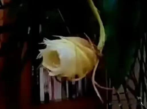 分享一下网友拍到了的昙花一现，短短的几小时花开花落，像是对生命无常的深刻诠释-美