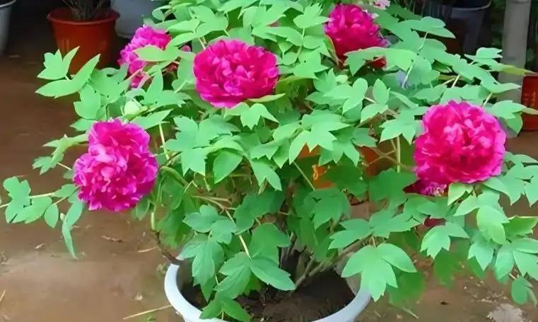 眼看看牧丹……

富贵而美丽
艳冠群芳

夏天
快要过去

一段时光后
秋天无声