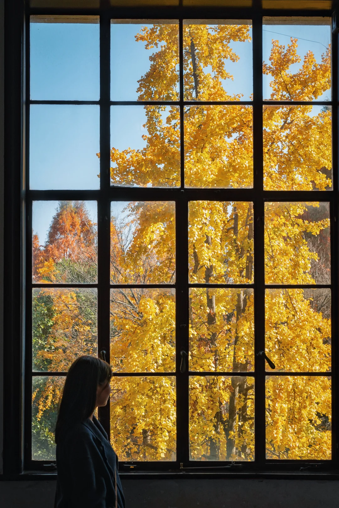 为了这18张秋景，我特意飞了趟南京！附机位📸