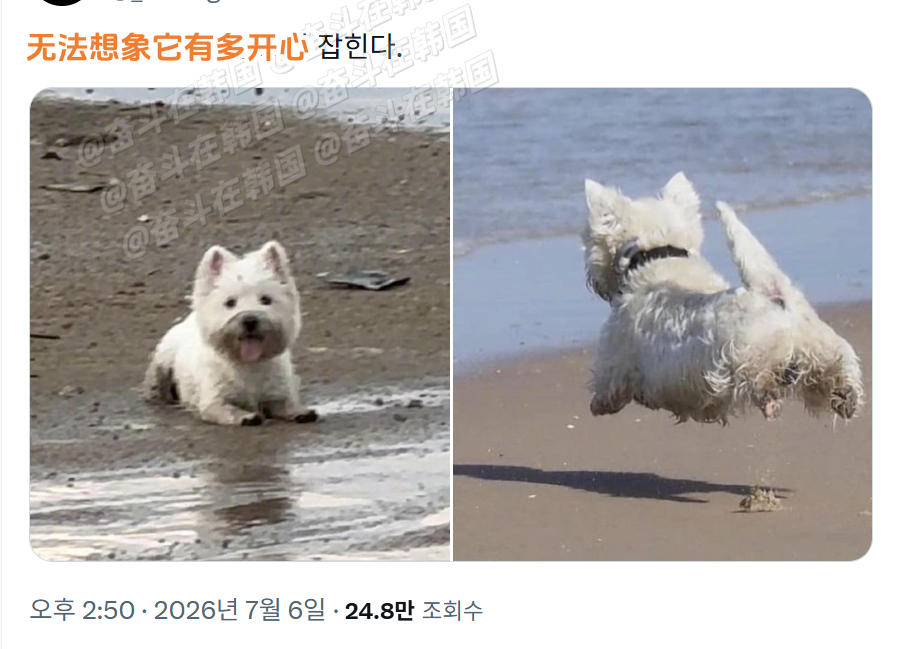 无法想象它有多开心 海外新鲜事 热点现场