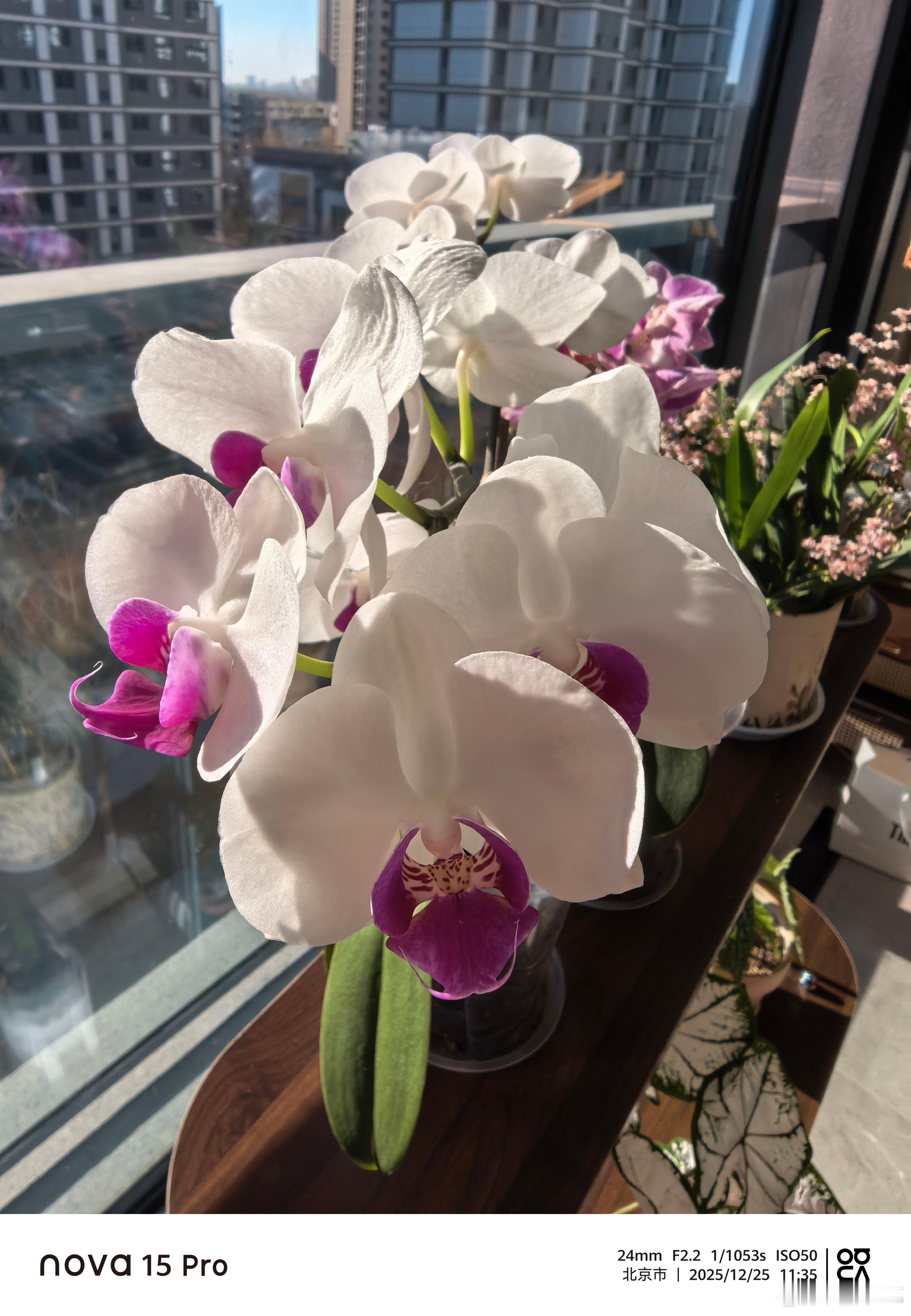 用华为nova15 Pro 随手拍了几张，红枫原色影像果然厉害。华为nova15