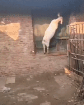 主人：你是怎么出来的？
羊    ：看好了啊！我给你示范一下
#动物的搞笑行为#