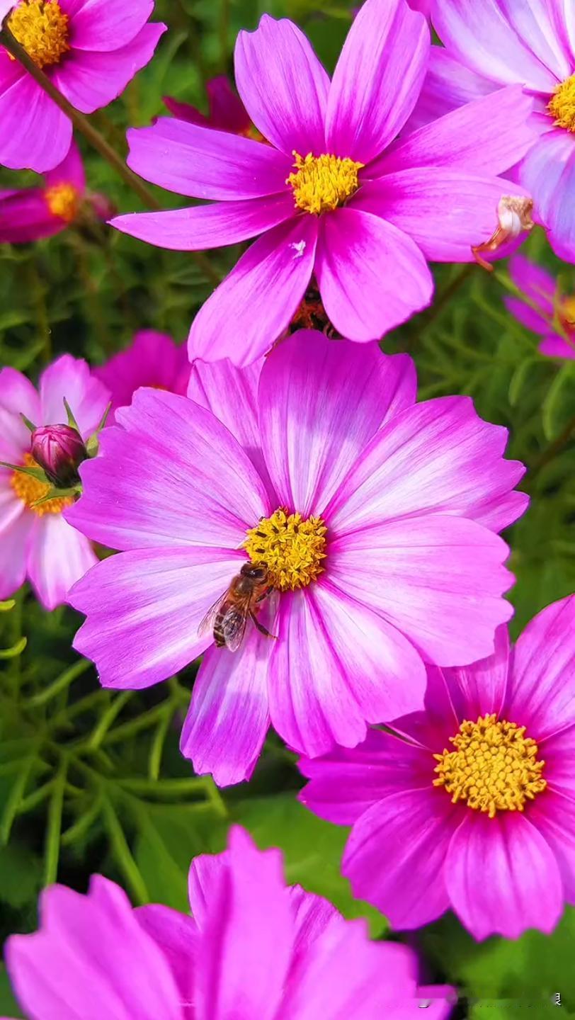 初冬的风里居然藏着惊喜！逛公园时拐个弯，一大片格桑花直接撞进眼里。
 
粉红的像