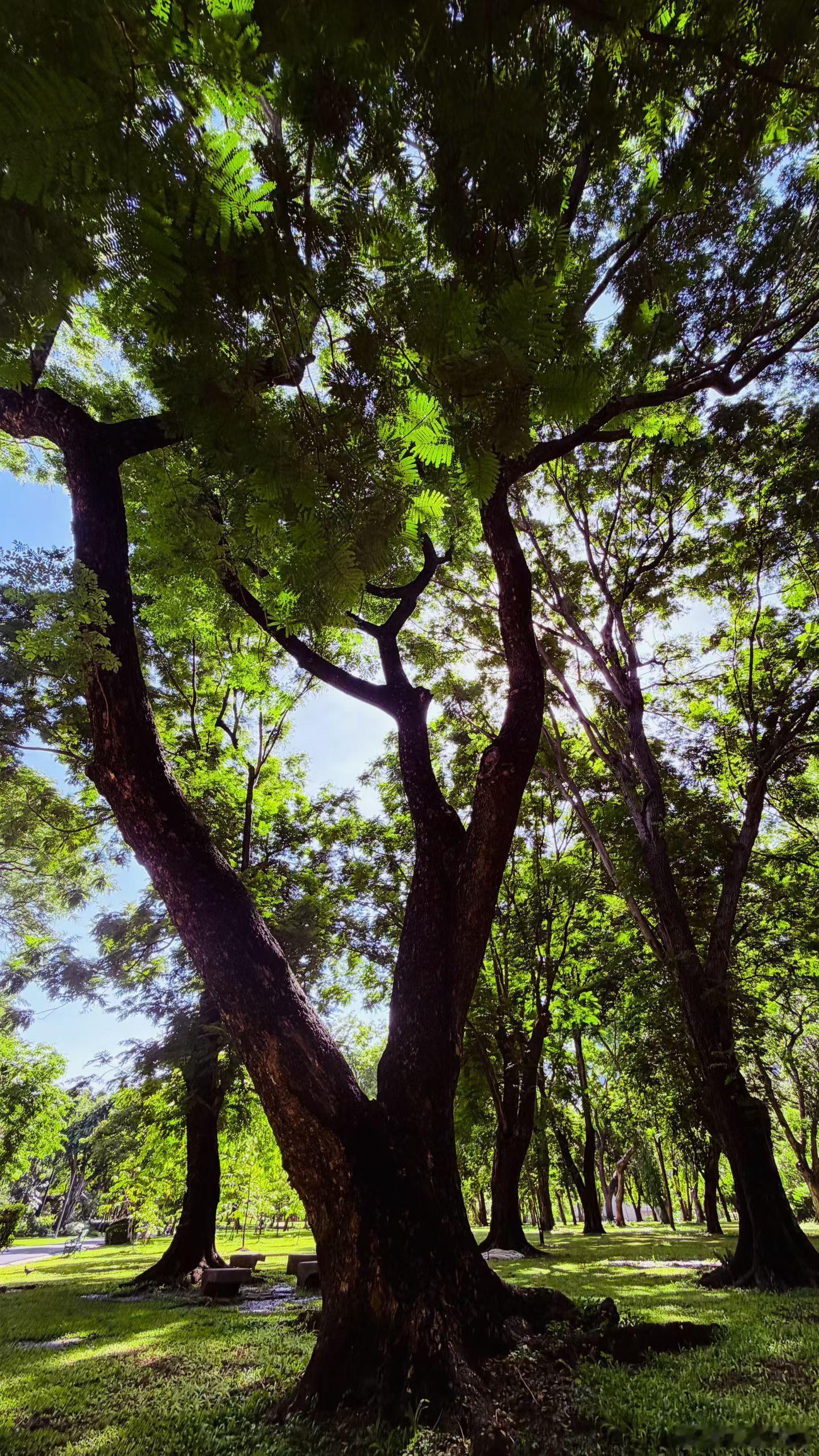 深夜一脖观鱼桥，地处曼谷乍都节公园，为红砖构筑的跨湖拱桥，桥身连贯多道拱洞，造型