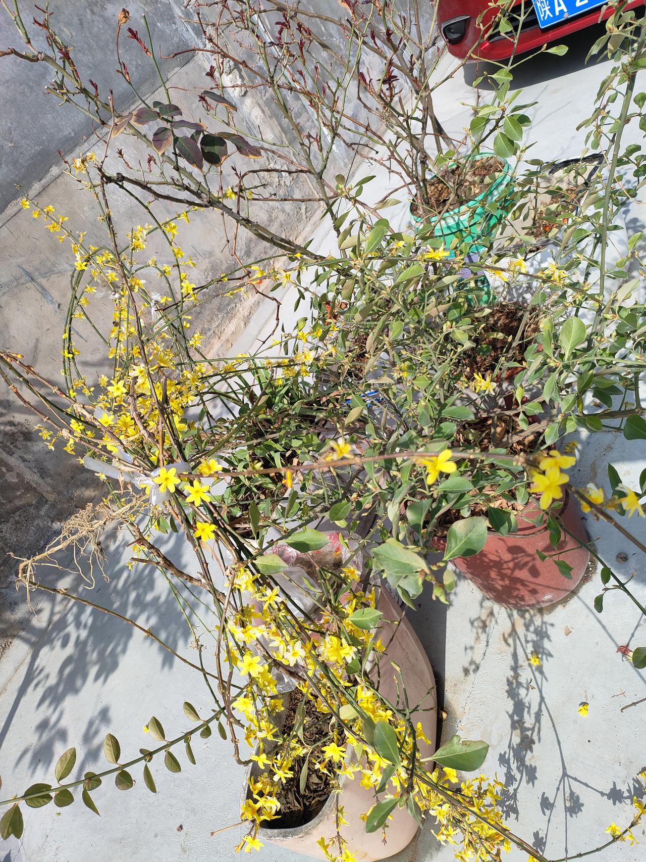 集卡领红包迎春花缀满了枝条，在暖阳里舒展着嫩黄的笑意，把春天的第一缕温柔，悄悄送