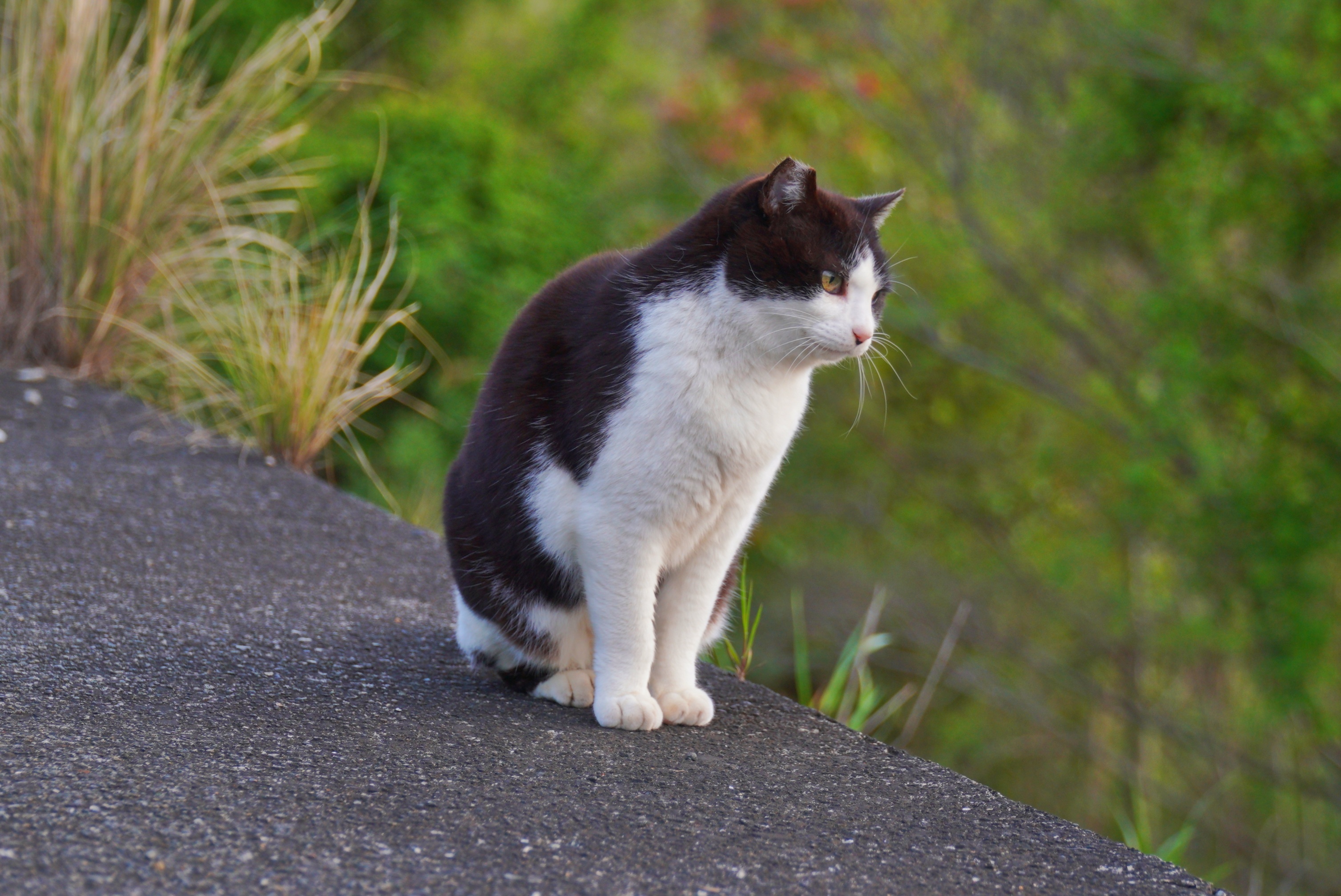 【奶牛猫】猫咪：我准备好了，拍吧📸 ​​​