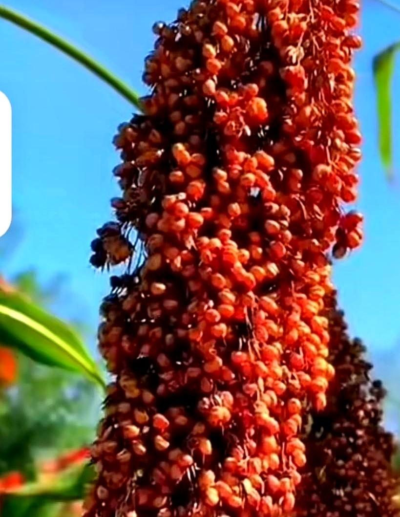 最近又刷了一遍《红高粱》，还是只爱周迅演的九儿！

漂亮又能干，浑身都是生命力，