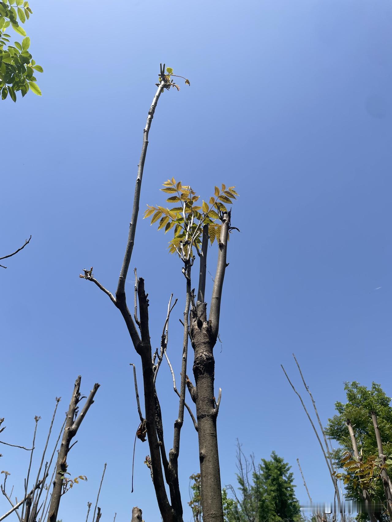 一路山色，随手拍了一张香椿树图片。