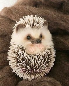 就这么小🦔…/lovedferret 