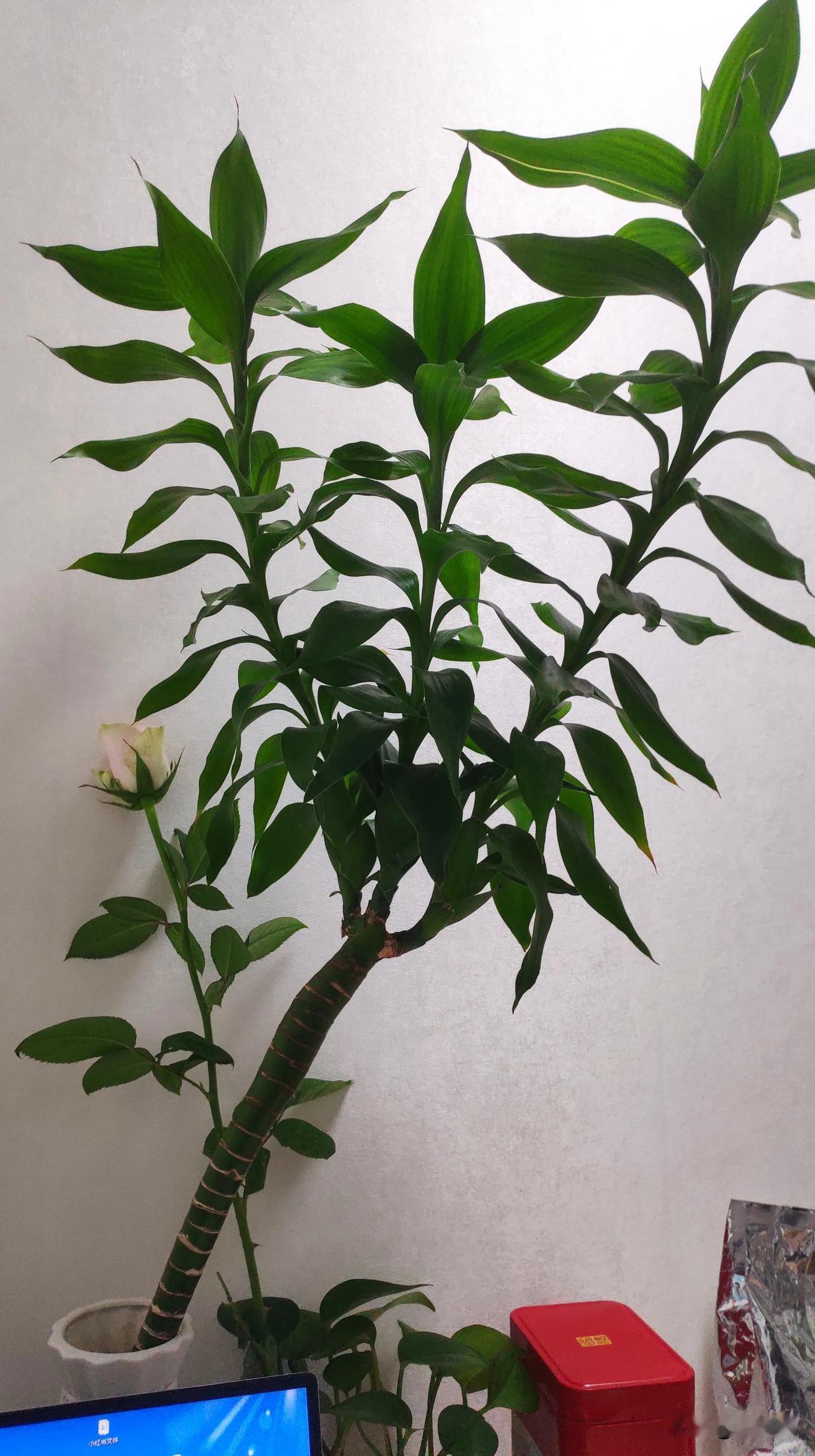 我办公室养的富贵竹，养了两年半了，怎么样？我买来的时候，光秃秃的，现在开枝散叶，