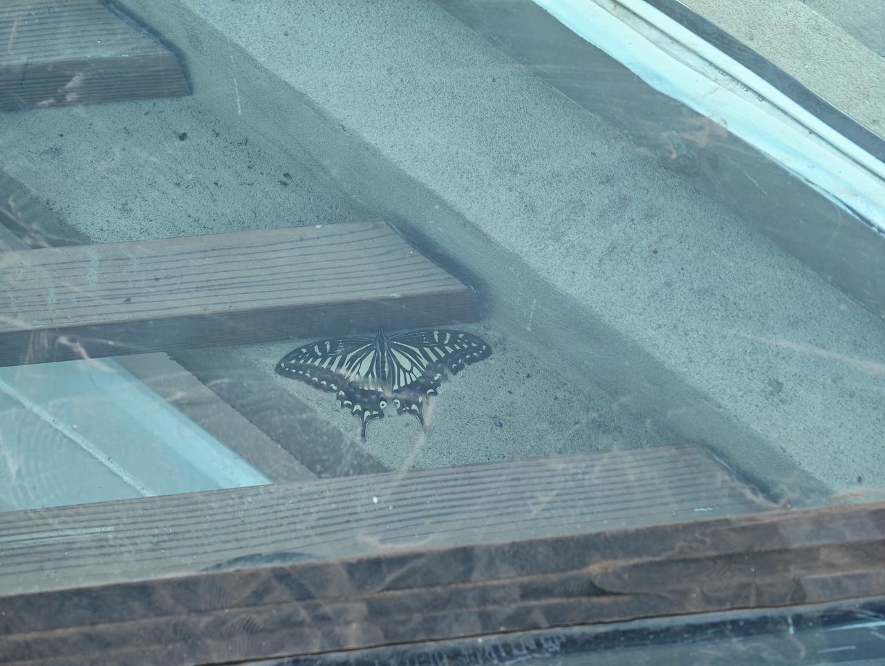 看见玻璃下面有只蝴蝶，玻璃内外都有灰，还好荣耀Magic8 Pro可以用反光消除