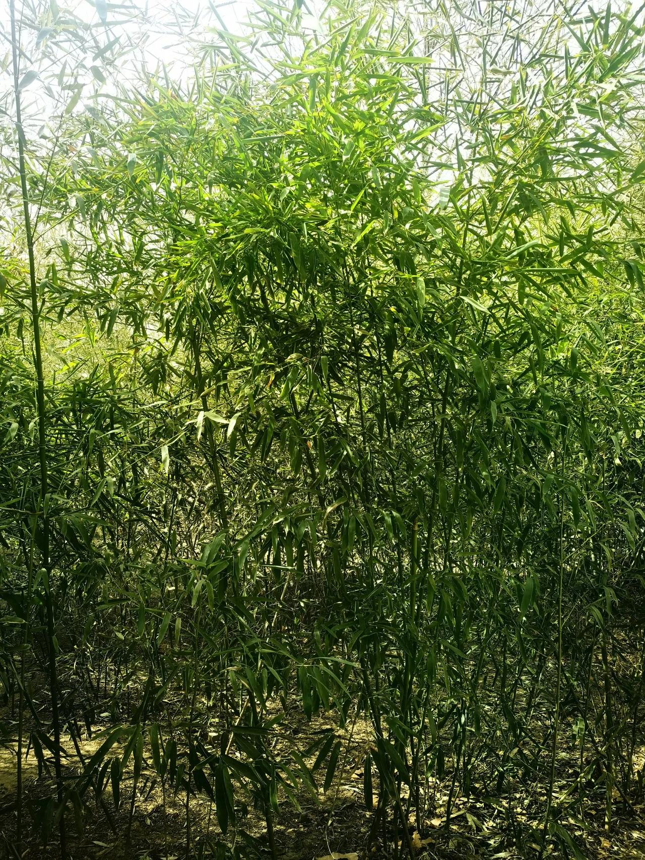 竹子确实是很神奇的植物。冬天万物萧瑟，它却依然翠绿。就像在雪地里，别的植物都被白