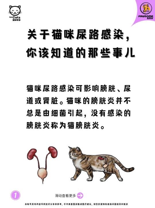 关于猫咪尿路感染，你该知道的那些事儿
