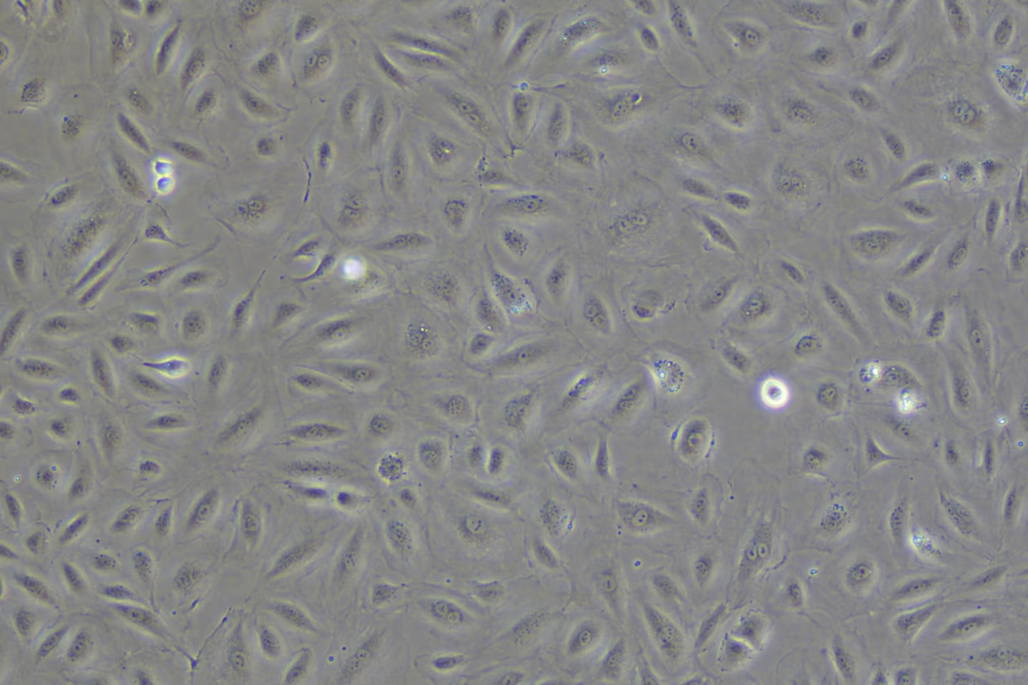 ECM内皮细胞培养基试用装，大量供应！