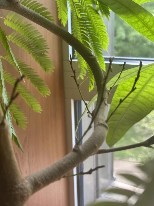 密叶猴彻底疯了，花苞掐了就猛长侧芽