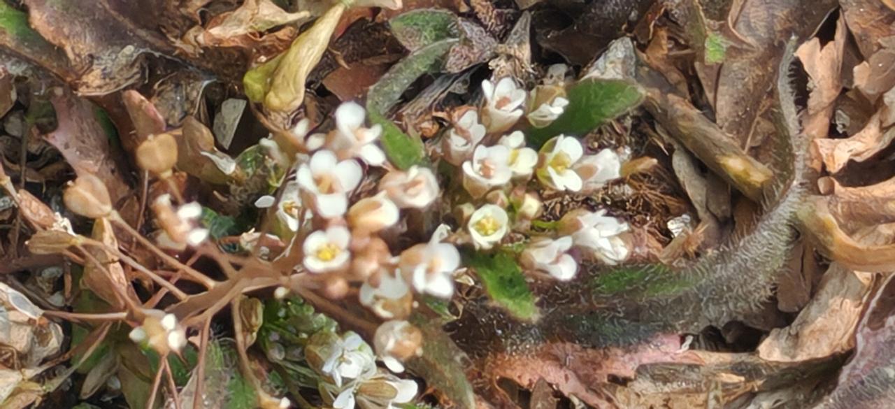 路边的小野花
      偷偷开放，不知道为谁开？不论为谁，花开花落花满天。