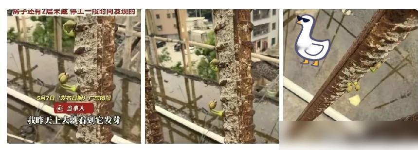 广东男子自建房停工裸露钢筋发芽，道尽普通人的不易

解释不清了！广东，男子想盖6