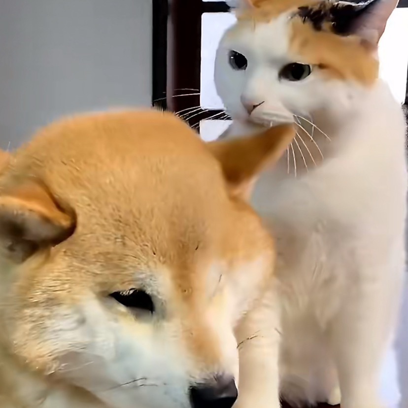 柴犬故意学猫猫揣手手 咪：泥在干森么！！！！ 