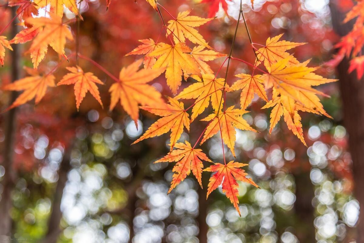 秋主收敛、冬主闭藏。

在秋冬两季养生即要滋养阴精，使阳气在秋天能收敛，在冬天能